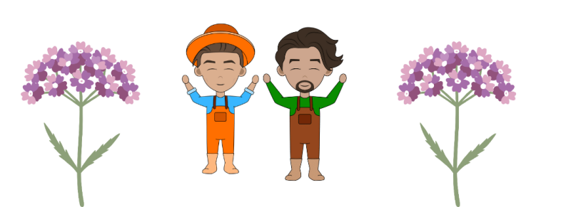 verbena bonariensis kun je uitgebloeide bloemstengel terug krijgen verbena bonariensis kun je uitgebloeide bloemstengel terug krijgen