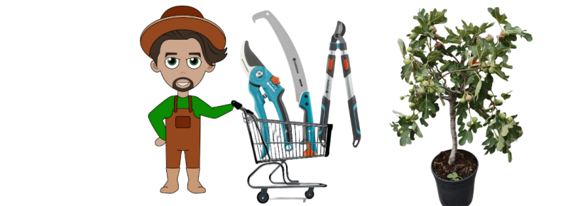 vijgenboom verzorgen op volle grond op een bewolkte dag vijgenboom verzorgen op volle grond op een bewolkte dag