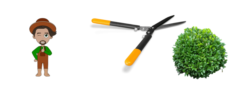 Voeden blijft bij laatste knipbeurt en geometrische vormen Voeden blijft bij laatste knipbeurt en geometrische vormen