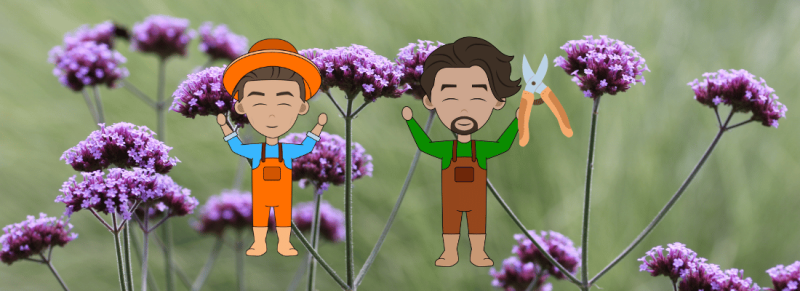 voet van de Plant verschijnen en tweejarige plant groeit voet van de Plant verschijnen en tweejarige plant groeit