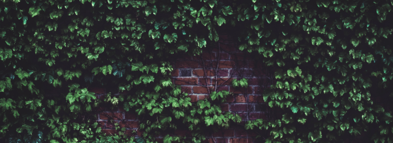 Waarom klimop snoeien Waarom klimop snoeien