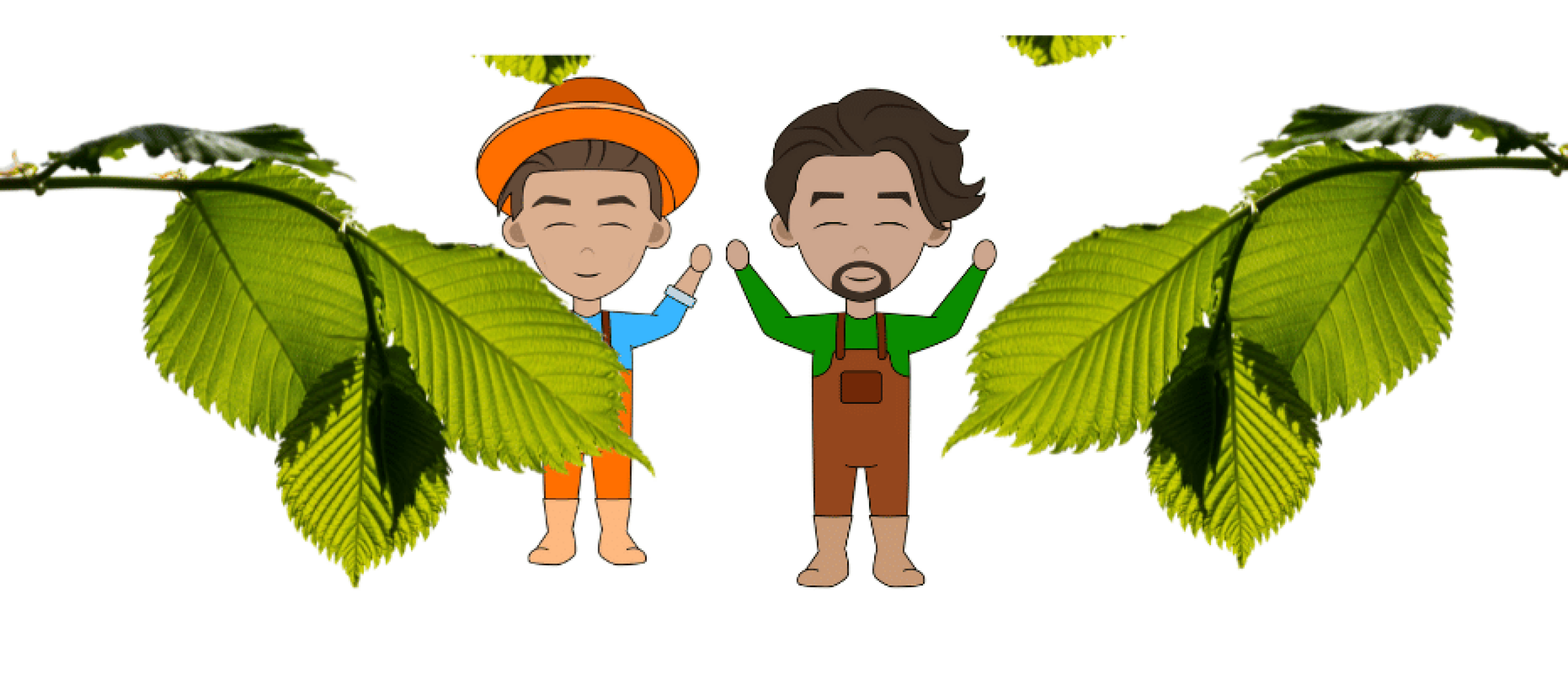 Wanneer haagbeuk snoeien en hoe?