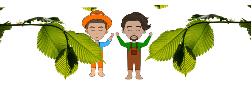 welke dag van het jaar beste snoeien van fagus sylvatica welke dag van het jaar beste snoeien van fagus sylvatica