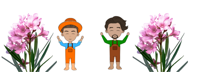 welke maand oleander snoeien voor verwelkte bloemen welke maand oleander snoeien voor verwelkte bloemen