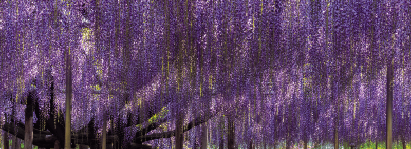 wisteria floribunda of wisteria sinensis