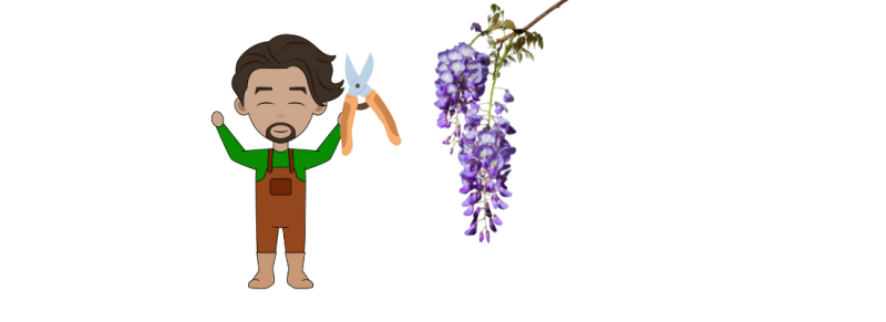 wisteria groeit en wisteria snoeien