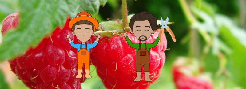 zomerframboos snoei als voorjaar komen nieuwe groei in voorgaande zomer zomerframboos snoei als voorjaar komen nieuwe groei in voorgaande zomer