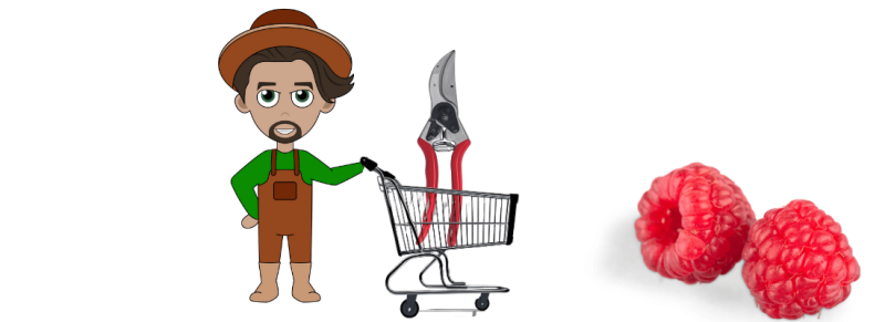 zomerframbozen groeien boven de grond terug in zowel zomer als herfst zomerframbozen groeien boven de grond terug in zowel zomer als herfst