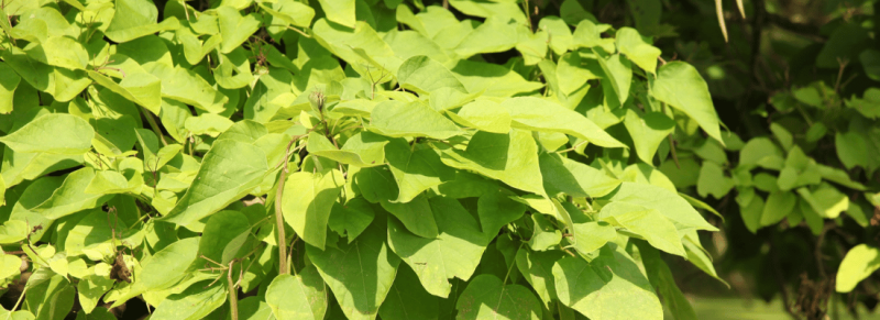 zomermaanden bloeit meerdere takken aan grotere boom zomermaanden bloeit meerdere takken aan grotere boom
