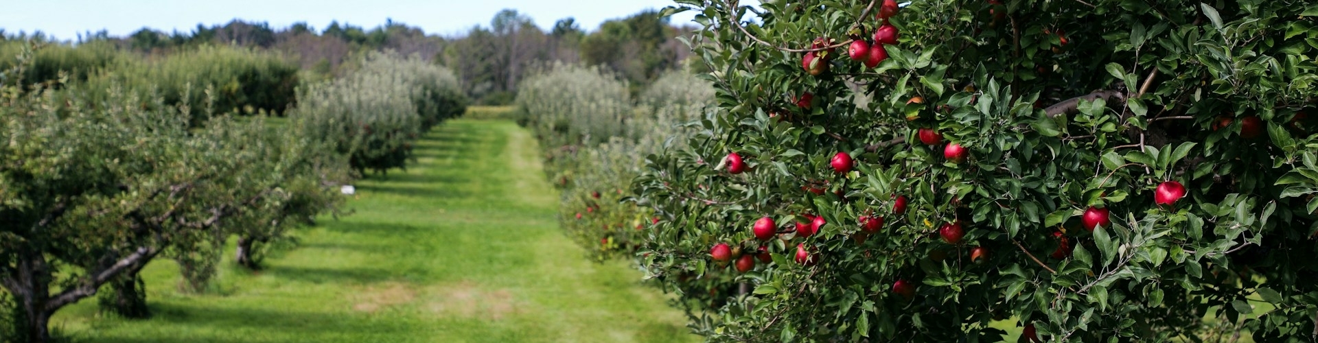 Fruitboom-snoeien-fruitboom-planten-fruitboom-klein-fruitboom-bemesten