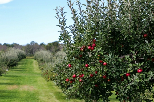 Fruitboom-snoeien-fruitboom-planten-fruitboom-klein-fruitboom-bemesten