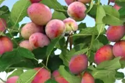 Fruitboom-snoeien-fruitboom-planten-fruitboom-klein-fruitboom-bemesten