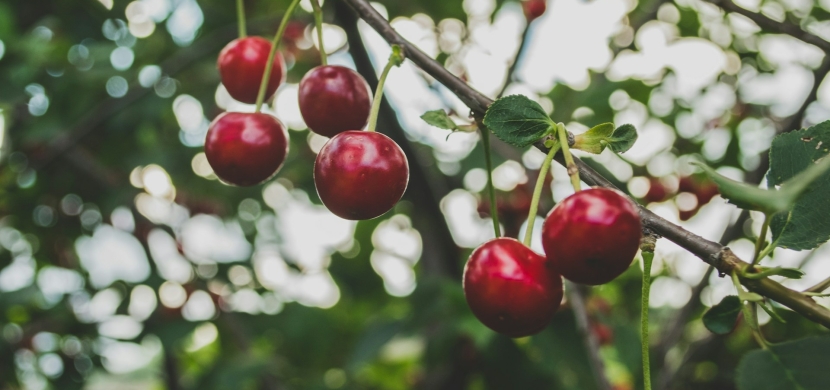 Fruitboom-snoeien-fruitboom-planten-fruitboom-klein-fruitboom-bemesten