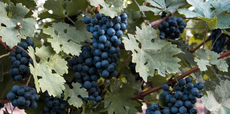 Fruitboom-snoeien-fruitboom-planten-fruitboom-klein-fruitboom-bemesten