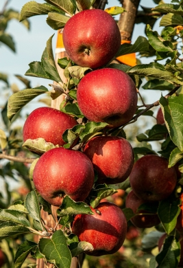 Fruitboom-snoeien-fruitboom-planten-fruitboom-klein-fruitboom-bemesten