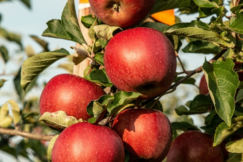 Fruitboom-snoeien-fruitboom-planten-fruitboom-klein-fruitboom-bemesten