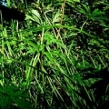 Tuingereedschap-tuinieren-tuintips-tuininrichting-tuininrichten
