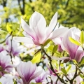 Tuingereedschap-tuinieren-tuintips-tuininrichting-tuininrichten