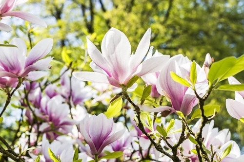 Tuingereedschap-tuinieren-tuintips-tuininrichting-tuininrichten