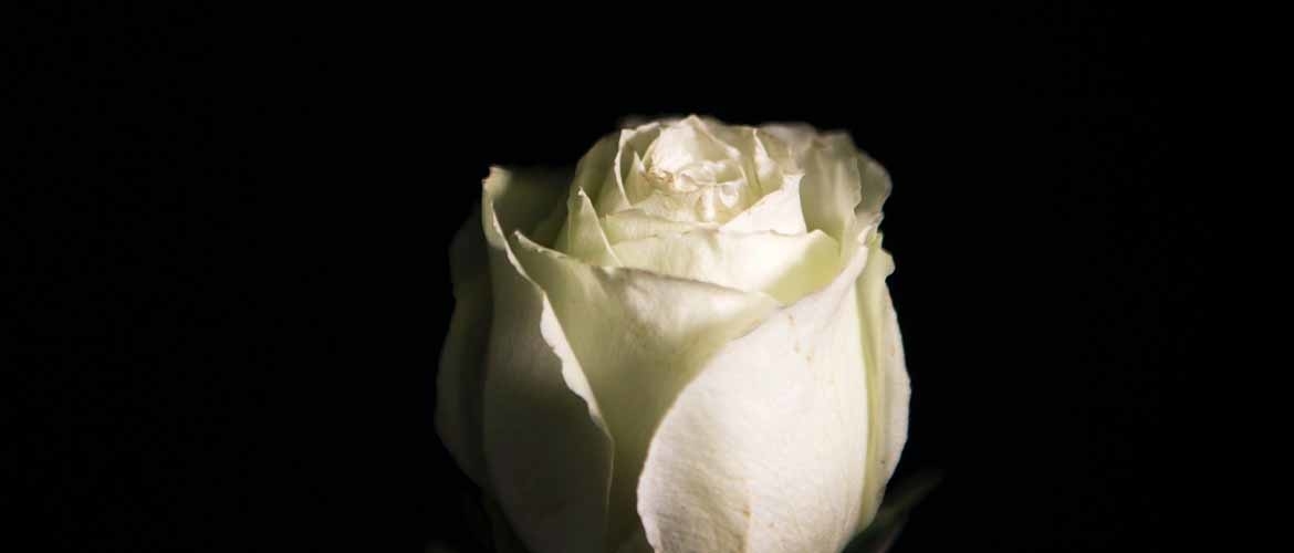 Wat is de betekenis van een witte roos op een begrafenis?