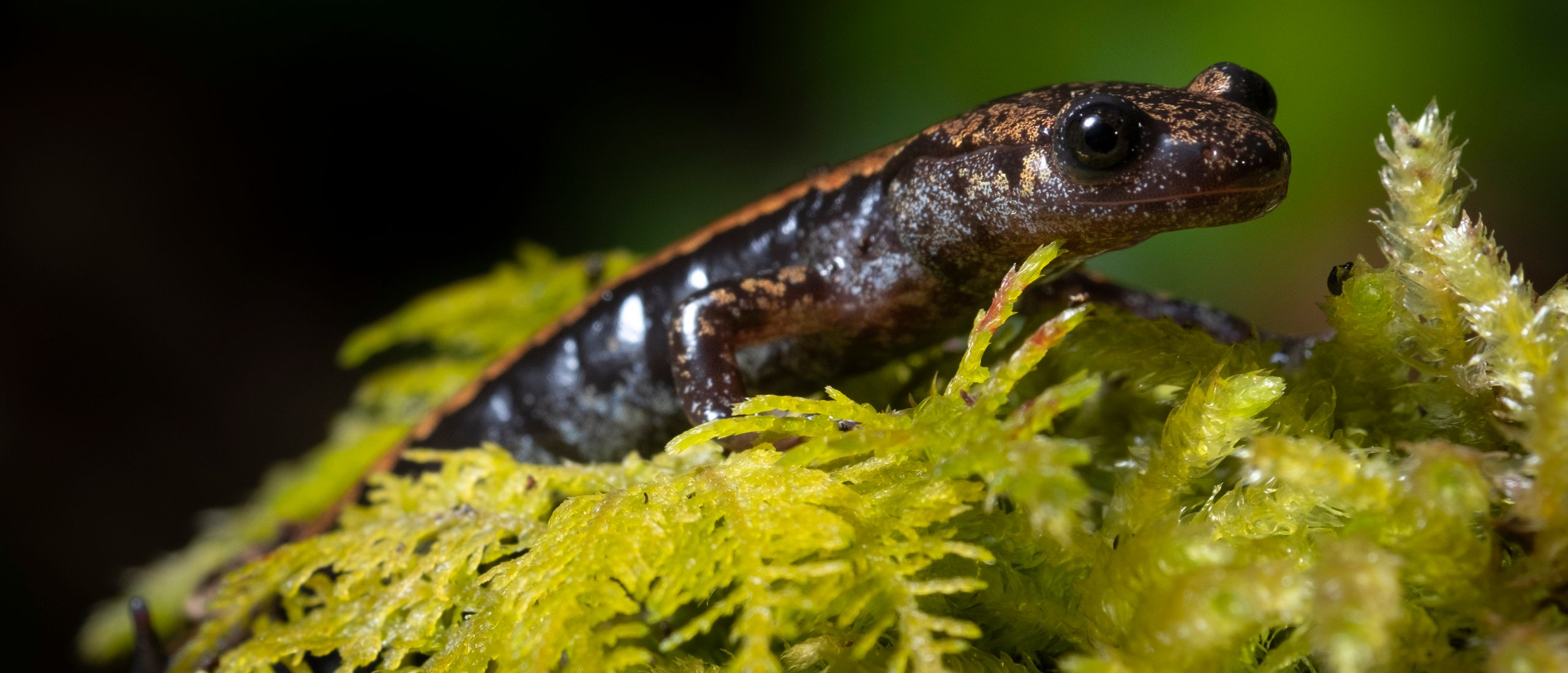 Het rijke leven van de amfibieën en reptielen in Somiedo