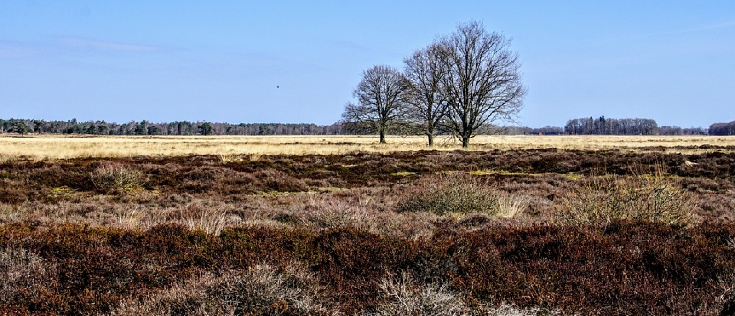 Dwingelerveld