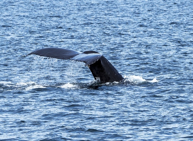 Walvissen Canada