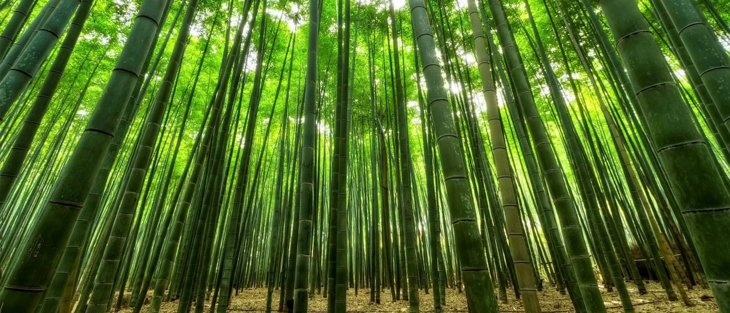 Bamboeparket voor een duurzamere toekomst