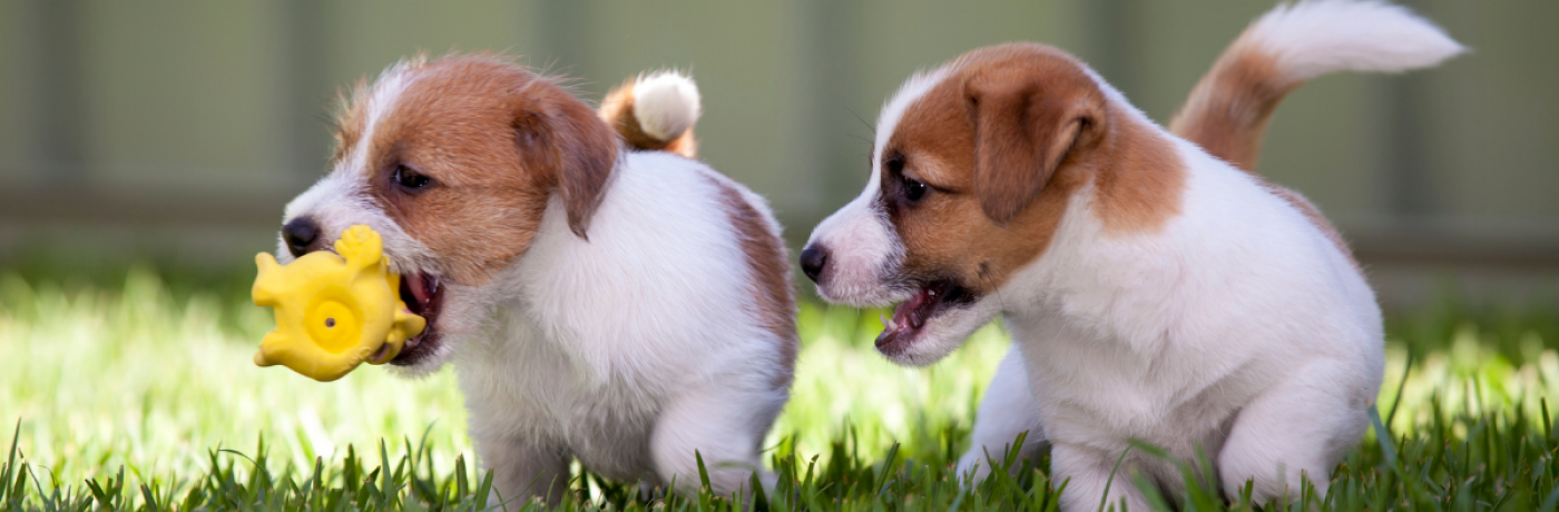 Puppy Informatie Puppy Training Opvoeding En Gedrag Tips En Oefeningen