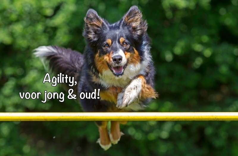 agility hond springt balk sprong