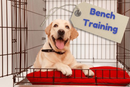bench training cursus hond