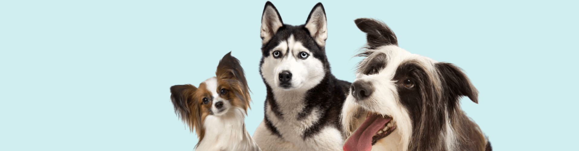 cursus gehoorzaamheid hond online