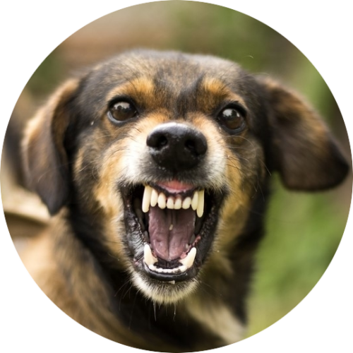 cursus reactieve hond aggressie angst