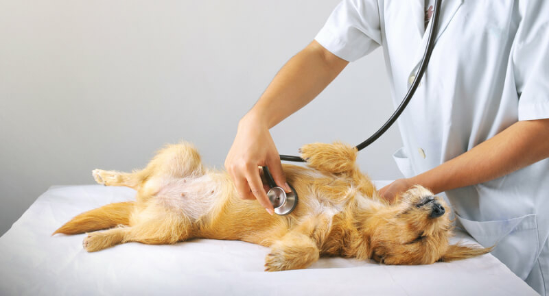 dierenartstraining hond bang ontspannen operatietafel
