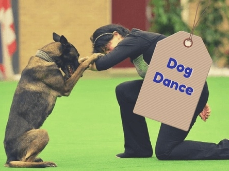 dogdance hondentraining online