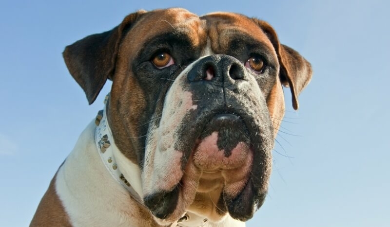 grote hond amerikaanse bulldog kop