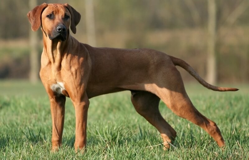 grote hond rhodesian ridgeback grasveld