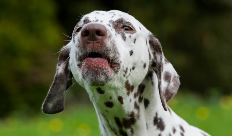 hoe lang blaft hond dalmatier