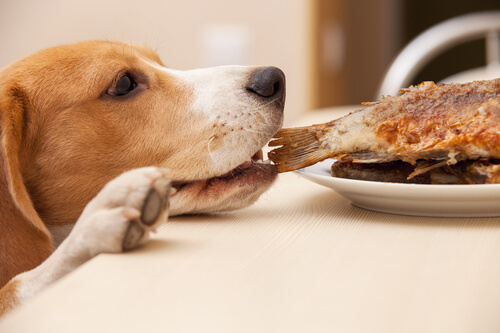 hond bedelt eten