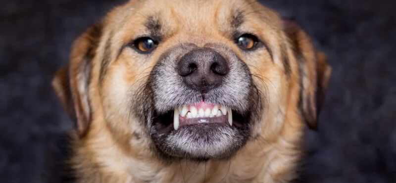 hond gebit probleem tanden