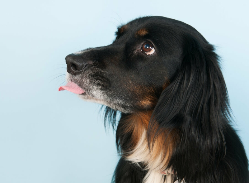 hond met gedragsprobleem tong