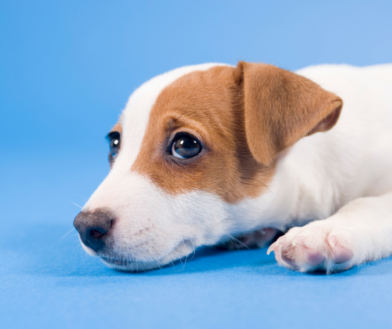 pijn bij hond behandelen