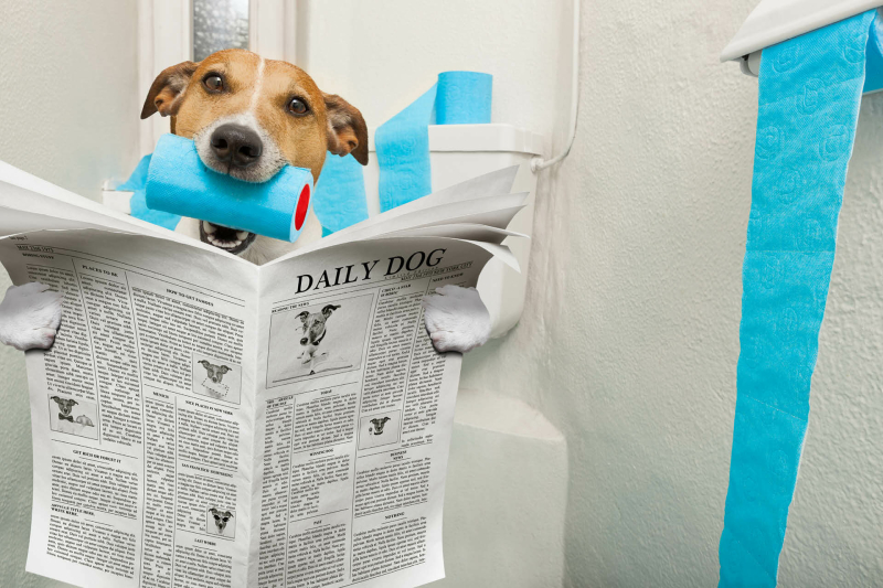 honden in het nieuws krantenkoppen