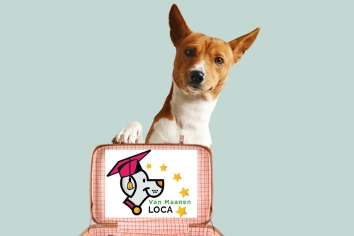 hondencursus-hond-luistert-gehoorzaamheid-beter-online