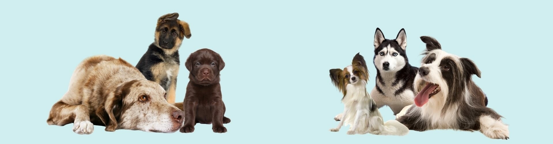 Hondencursussen kies een online hondencursus die geschikt is voor je hond