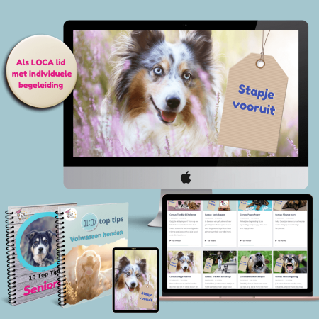 Hondencursus volwassen hond, ebook, pdf, videos