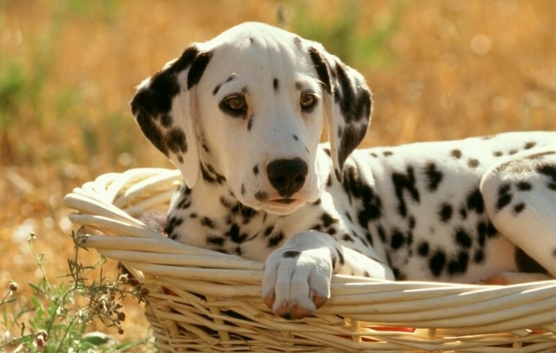 hondenmand kiezen dalmatiër hout