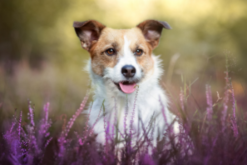 hondenschool online hondencursus hondentraining