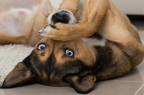 online hondentraining voor gehoorzaamheid gehoorzaamheidstraining hond