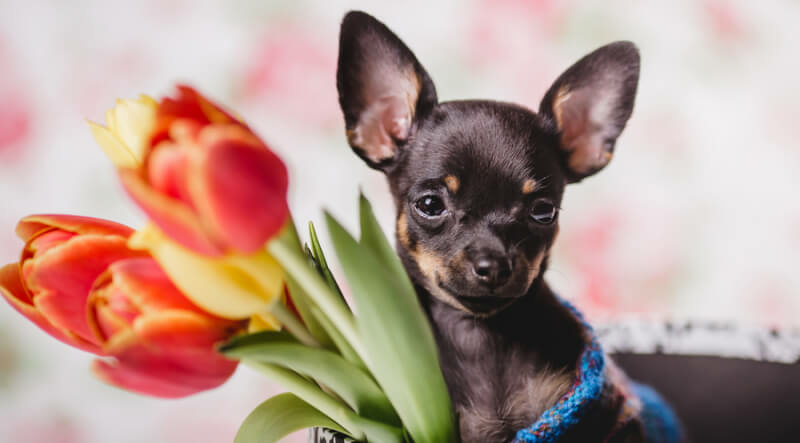 kleine hond chihuahua bloemen